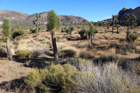Nature landscape cactus