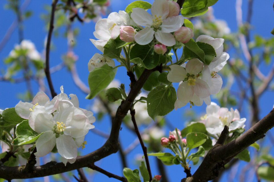Tree branch plant
