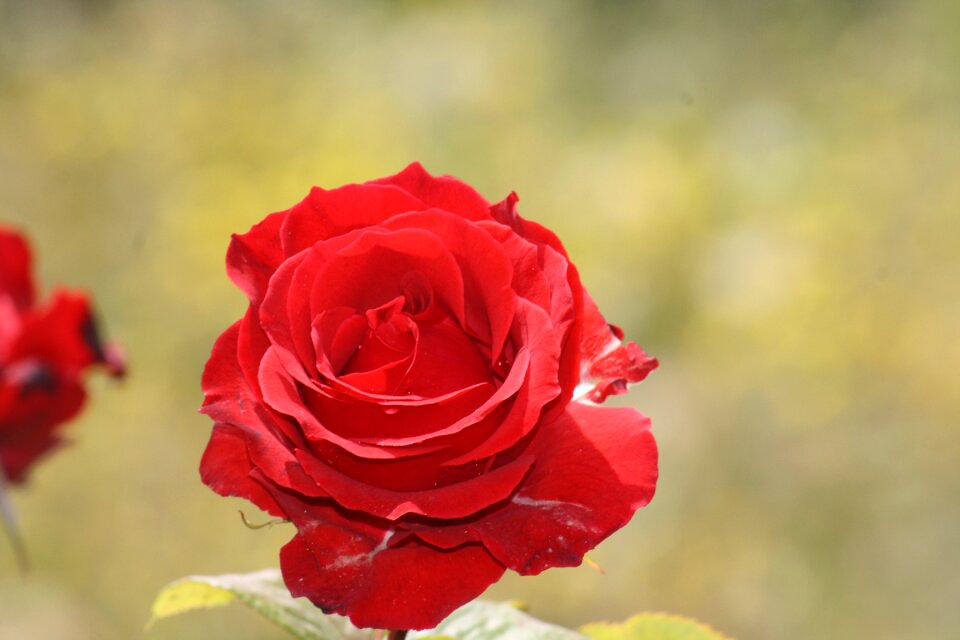 Nature rosebush plant