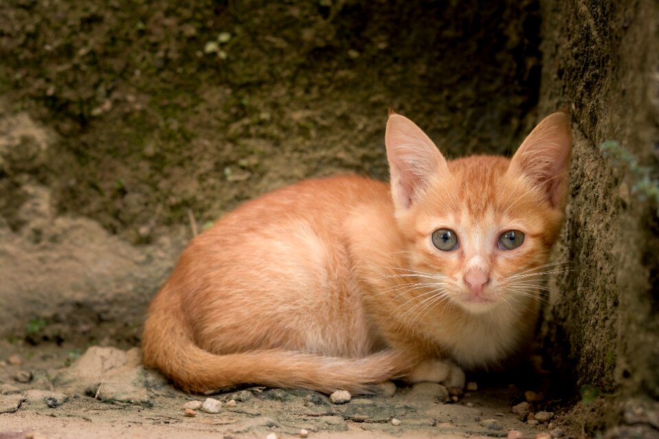 Little young mammal