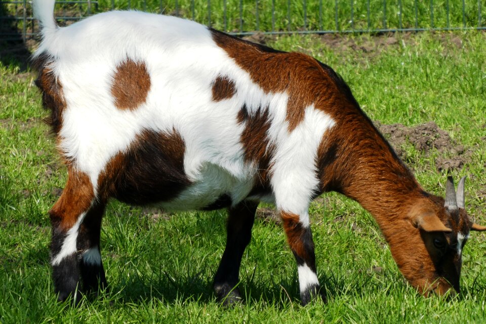 Animal kingdom farm cattle