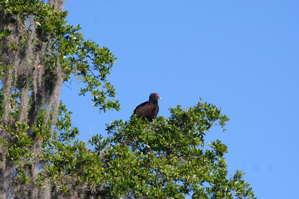 Outdoors bird