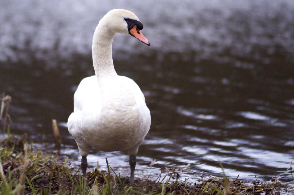 Water wildlife lake