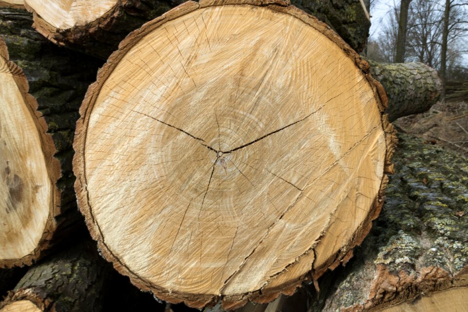 Wood firewood bark