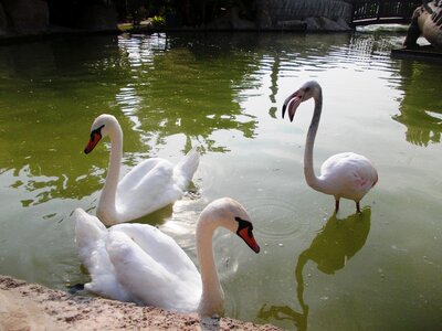 Pond water lake
