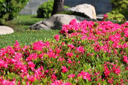 Summer plant lawn