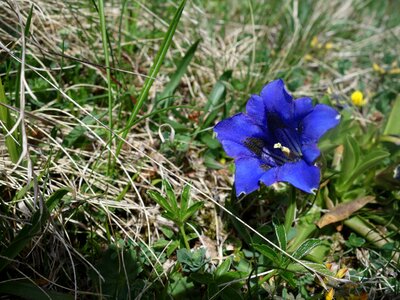 Gentian blue alpine flower