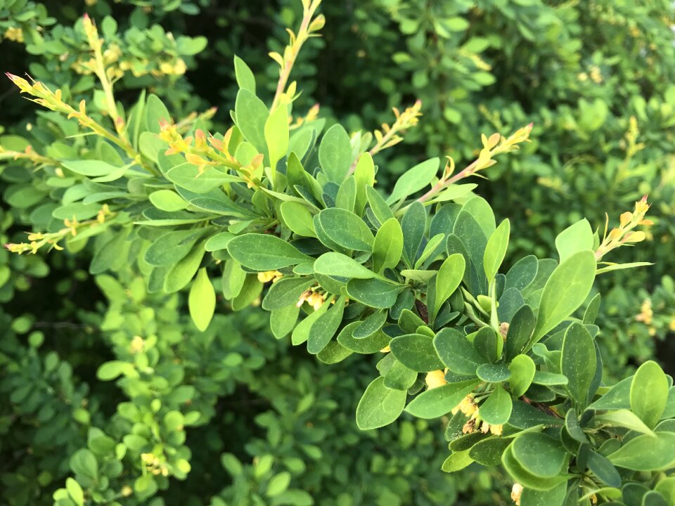 Landscape nature bush
