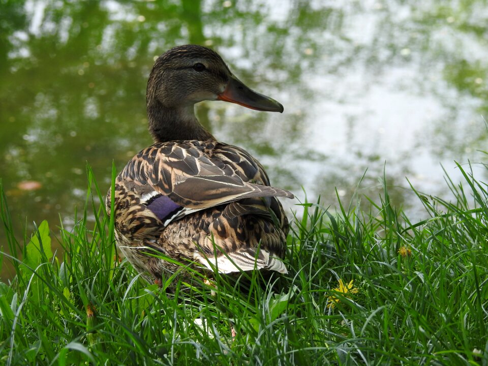 Duck lawn beak