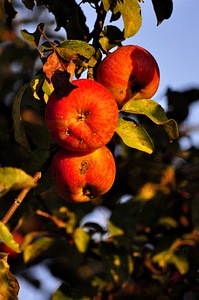 Fruits ripe tree