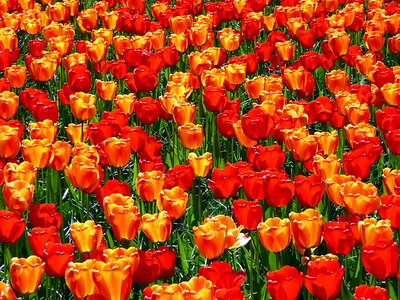 Flower spring keukenhof