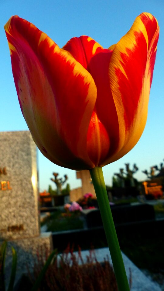 Flower outdoor brilliant