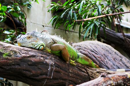 Animal world lizard iguana photo