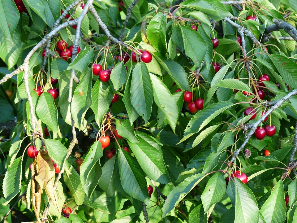 Fruit healthy leaves