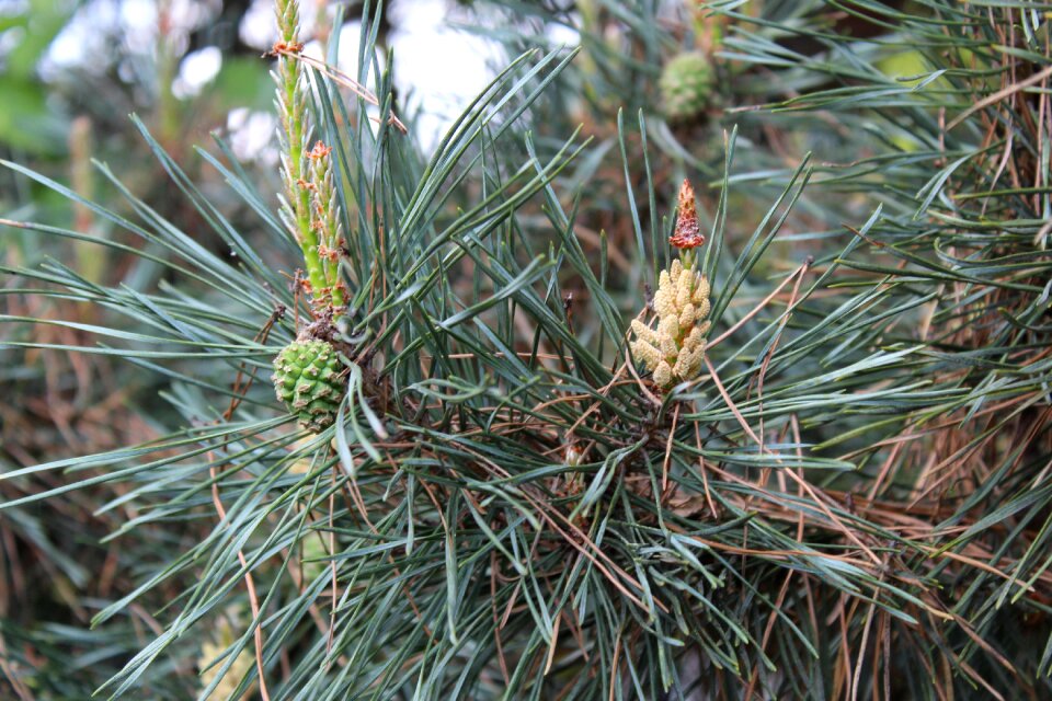 Nature plant needle