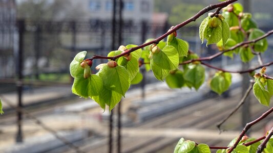 Nature tree plant
