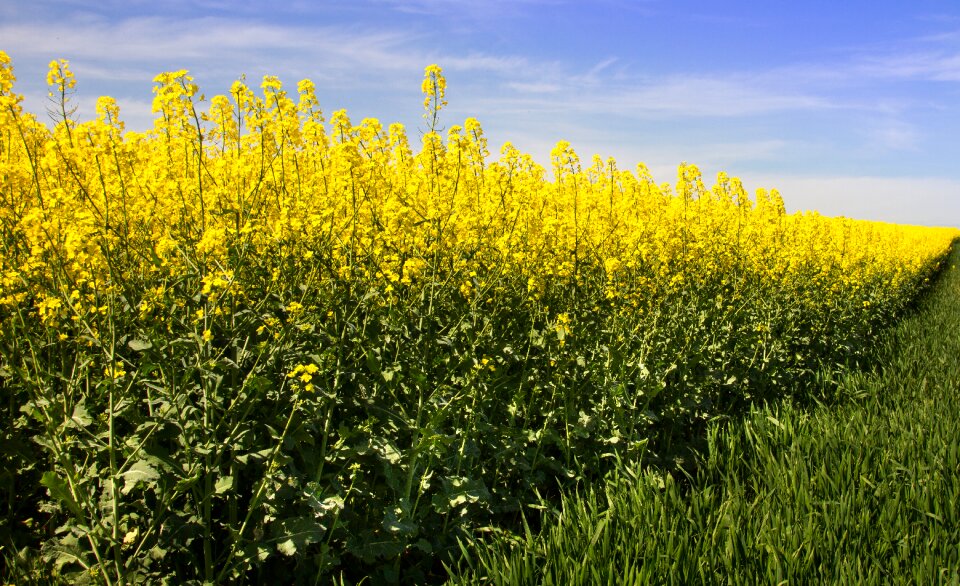 Field of rapeseeds blossom bloom