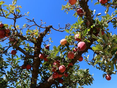 Apple leaf apple tree