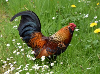 Outdoor cock field