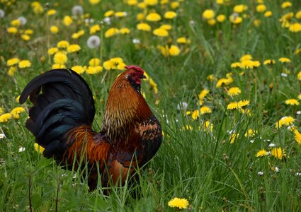 Field flower cock