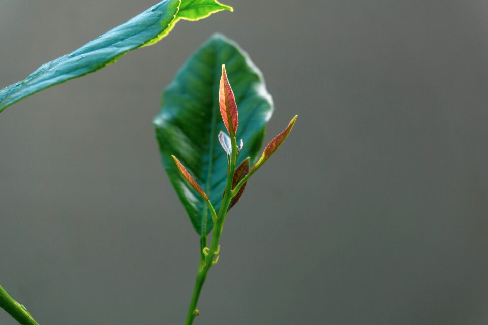 Leaf nature plant