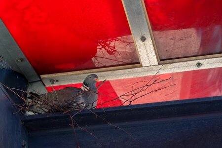 Flugtier flying poultry photo