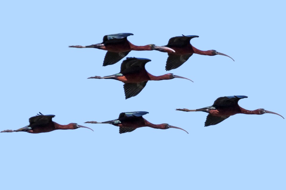 Glossy ibis bird wildlife