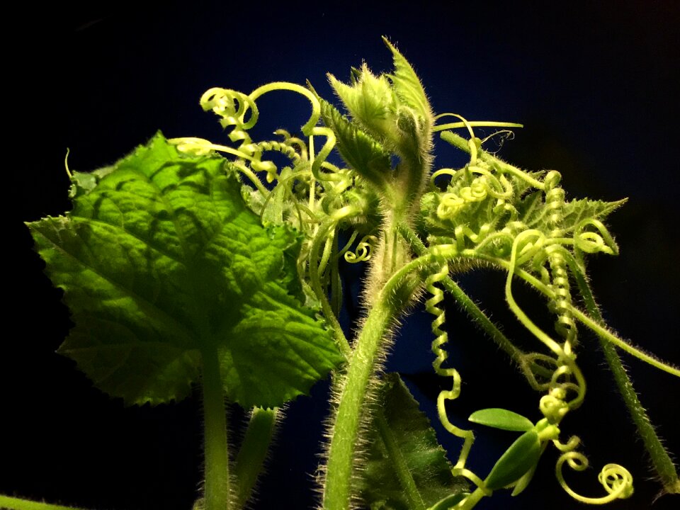 Nature green leaf plants