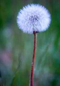 Dandelion summer grass photo