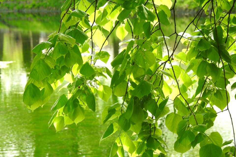 The freshness lush lipa