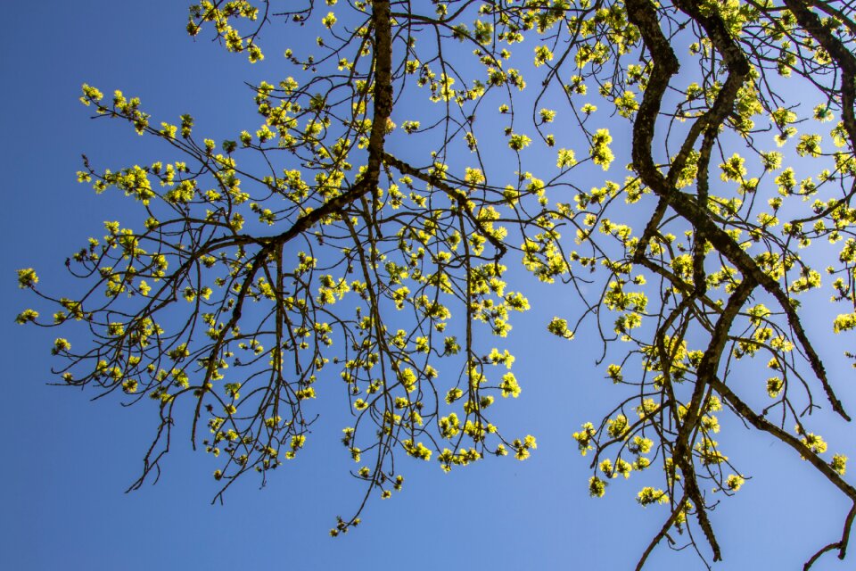 Tree green sunlight