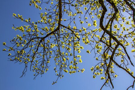 Tree green sunlight photo