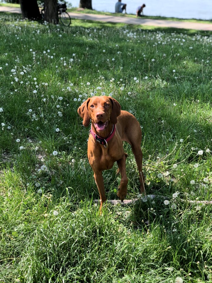 Summer field nature