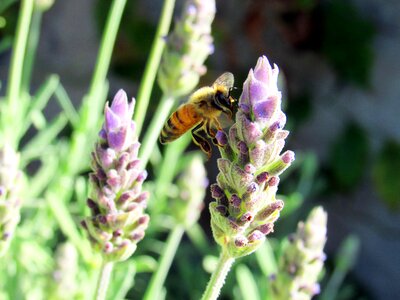 Nature insect open air
