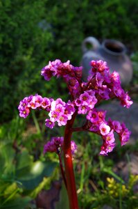 Nature plant spring