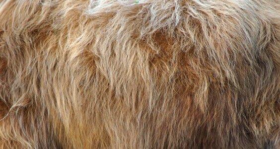 Hair background highland photo