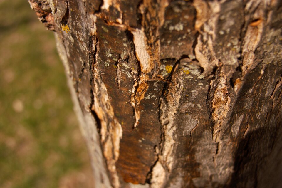 Wood outdoors rough