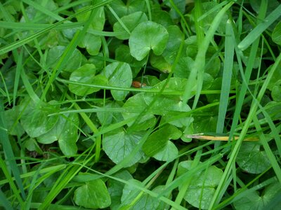 Growth nature grass
