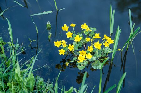 Bloom aquatic plant yellow