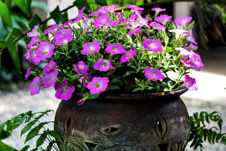 Garden flower nature