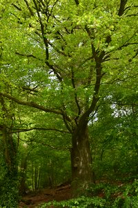 Landscape leaf foliage