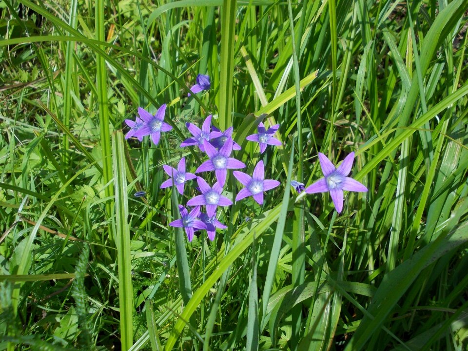 Summer flower bell