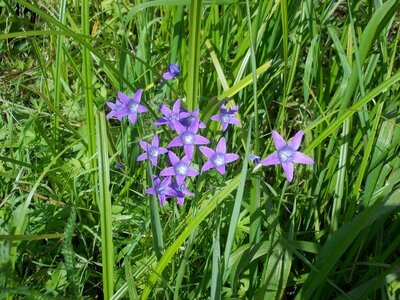 Summer flower bell