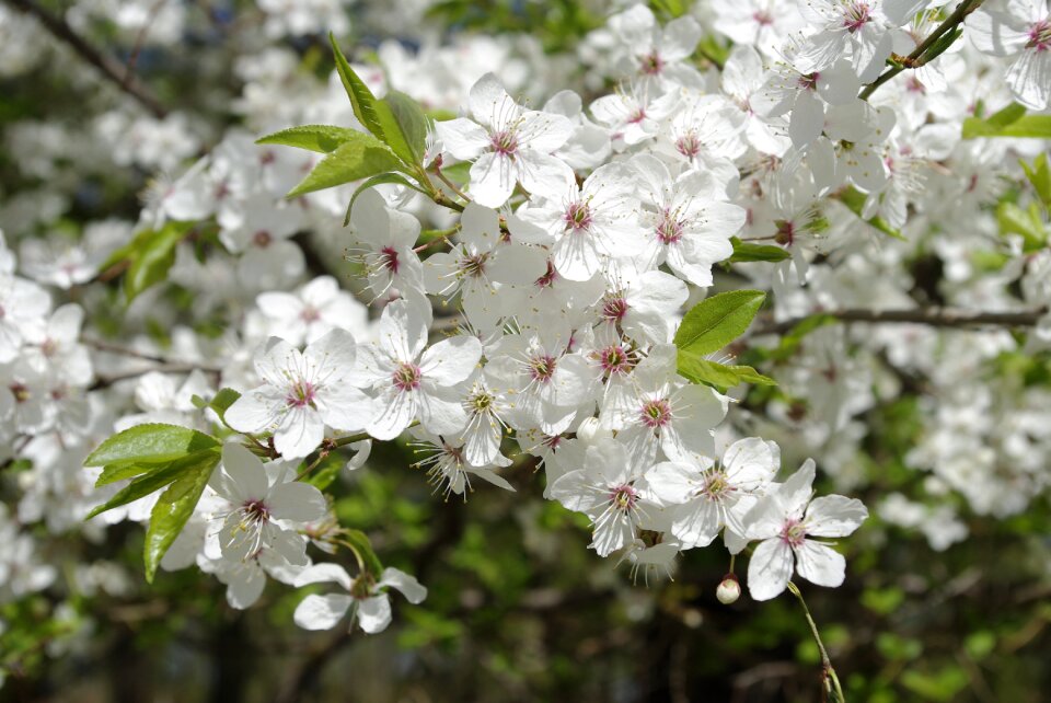 Plant cherry branch
