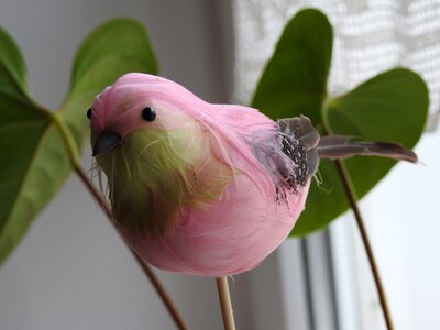 Beautiful flower bird