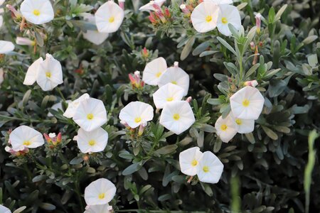 Garden leaf flowering