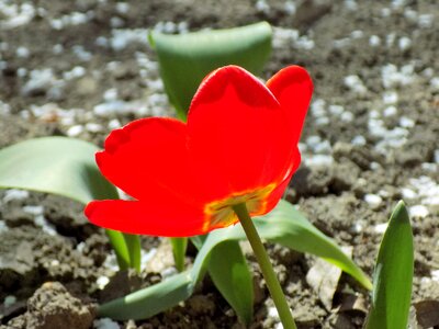 Plant garden sheet