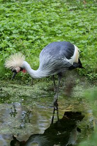 Nature puddle crane