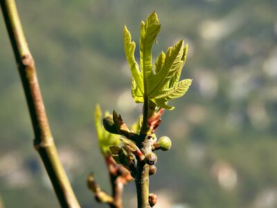 Growth outdoors