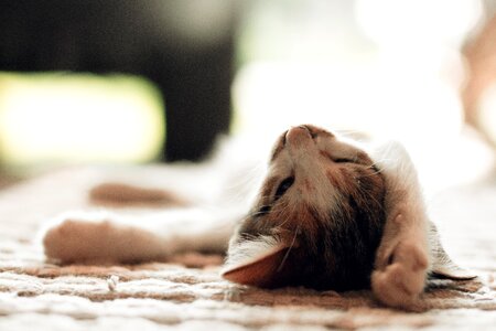 Mammal sleepy cat